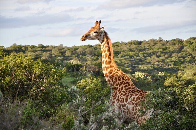 Port Elizabeth Safari and City Tour from Gqeberha - In-Depth Look at the Tour Experience