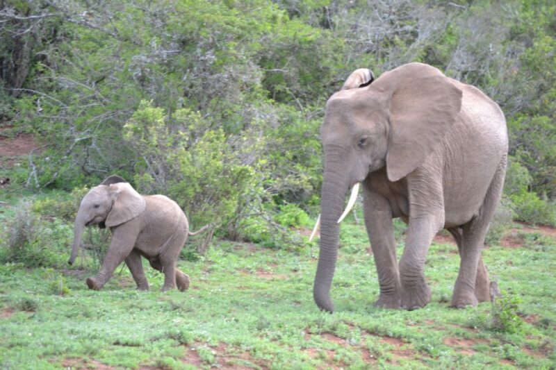 Port Elizabeth: Schotia Game Reserve Safari with Port Pickup - Key Points