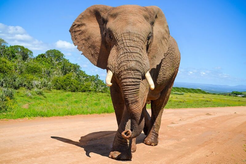 Port Elizabeth: Schotia Game Reserve Safari with Port Pickup - An Overview of the Safari Experience