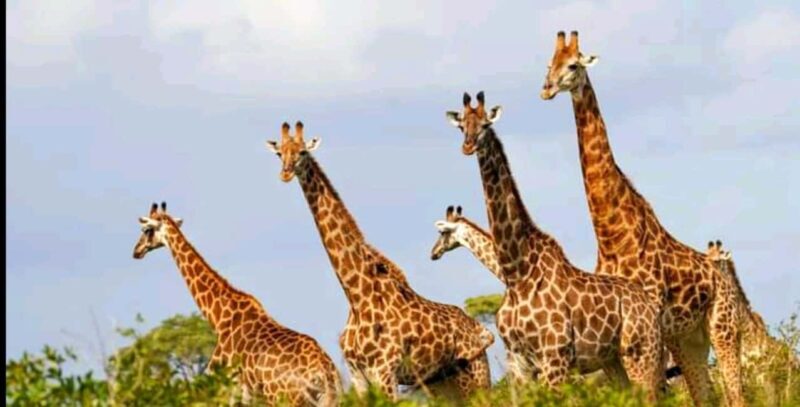 Port Elizabeth: Schotia Safaris Game Reserve Safari - Key Points