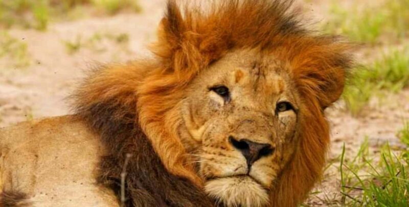 Port Elizabeth: Schotia Safaris Game Reserve Safari - The Value of This Safari Experience