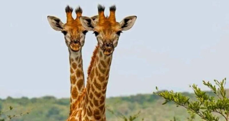 Port Elizabeth: Schotia Safaris Game Reserve Safari - FAQ