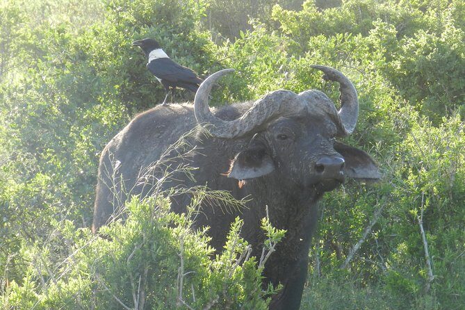 Port Elizabeth Shore Excursion: Addo Elephant Full Day Safari &"Braai"Lunch(BBQ) - An In-Depth Look at the Itinerary and Experience