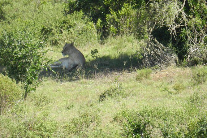 Port Elizabeth Shore Excursion: Addo Elephant Full Day Safari &"Braai"Lunch(BBQ) - What Travelers Say: Authentic Insights