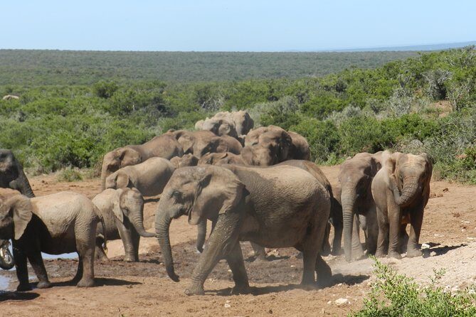 Port Elizabeth Shore Excursion: Addo Elephant Full Day Safari &"Braai"Lunch(BBQ) - FAQ