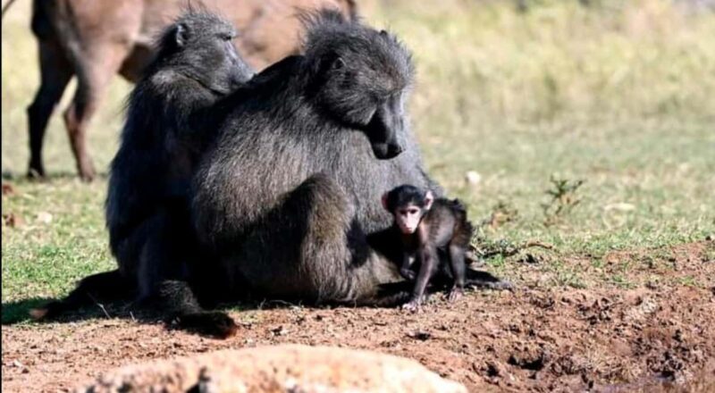Port Elizabeth: Tsitsikama National Park full-day - Practical Tips for Travelers