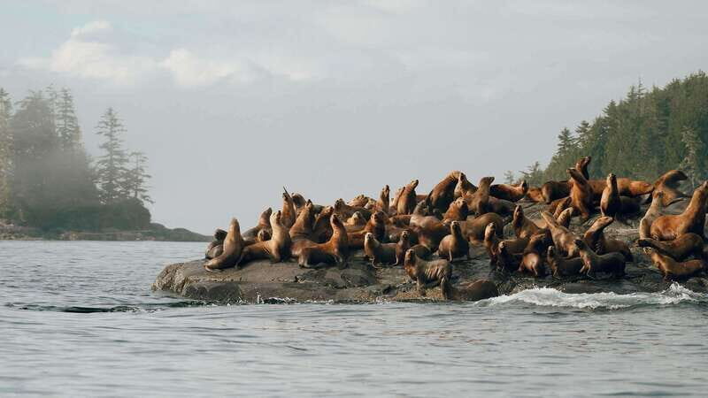 Port Hardy: Sea Otter and Whale Watching - Why This Tour Offers Great Value
