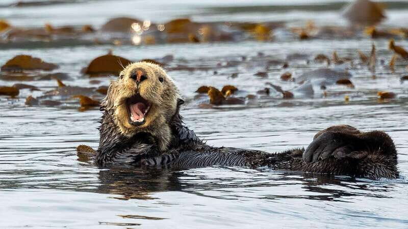 Port Hardy: Sea Otter and Whale Watching - Who Should Consider This Tour?