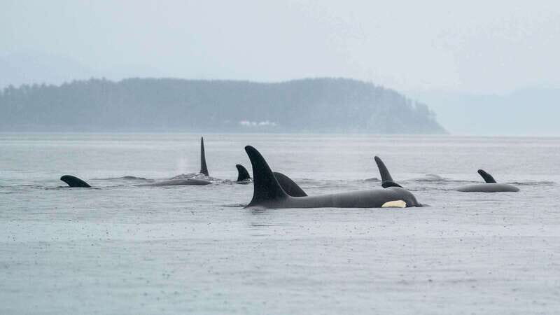 Port Hardy: Sea Otter and Whale Watching - The Sum Up
