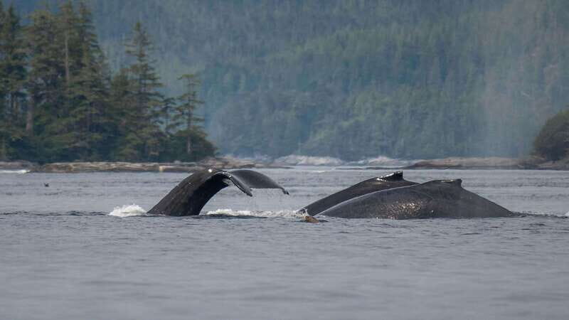 Port Hardy: Sea Otter and Whale Watching - FAQ