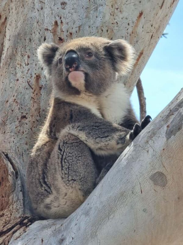 Port Lincoln Mikkira Station Wild Koala Safari Tour - An Introduction to the Tour