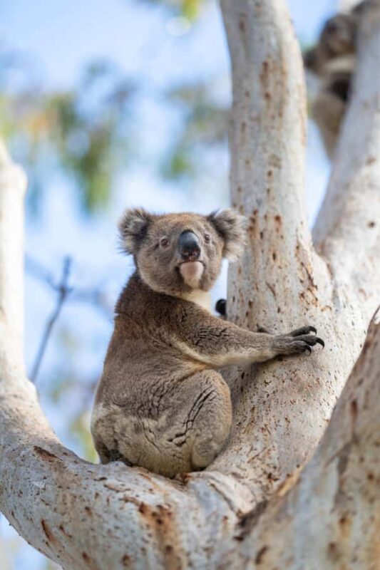 Port Lincoln Mikkira Station Wild Koala Safari Tour - Why Mikkira Station?