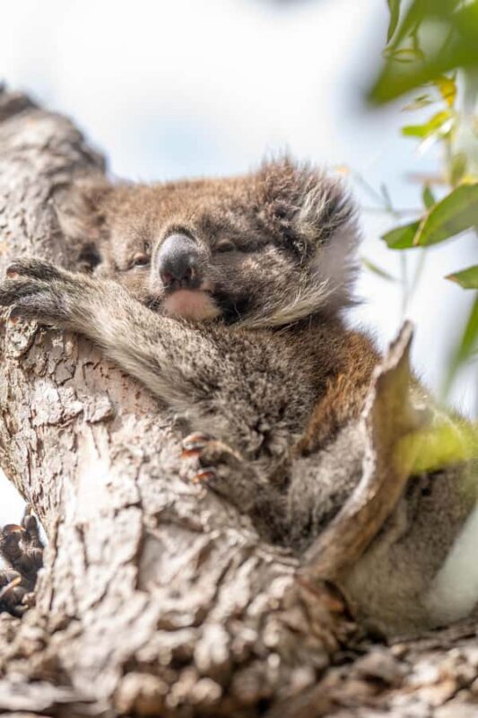Port Lincoln Mikkira Station Wild Koala Safari Tour - Value and Pricing