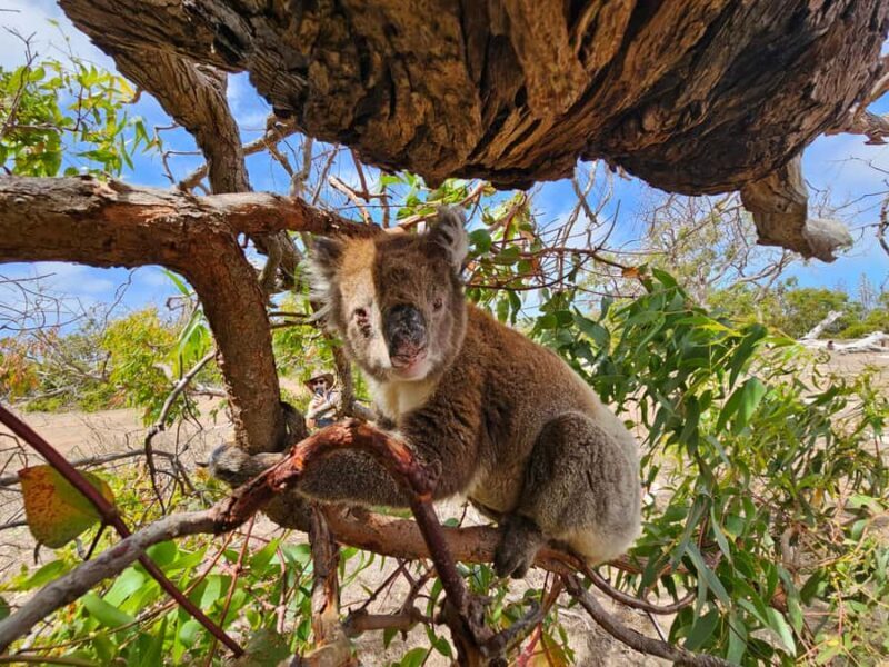 Port Lincoln Mikkira Station Wild Koala Safari Tour - Practicalities and Tips
