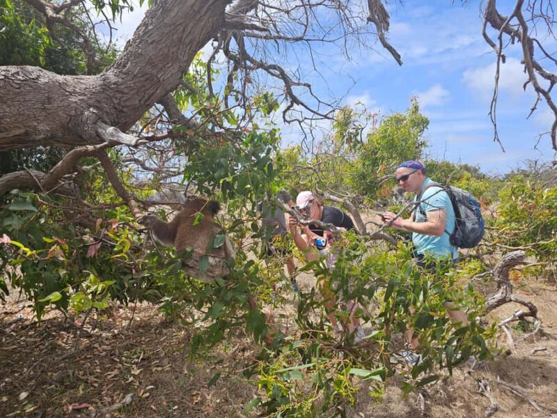 Port Lincoln Mikkira Station Wild Koala Safari Tour - Authentic Experiences and Real Feedback