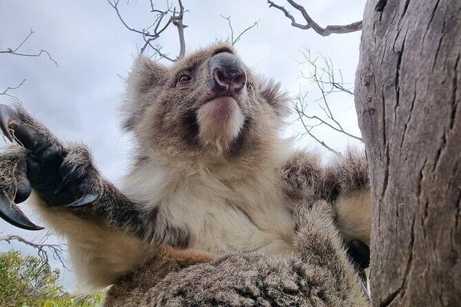 Port Lincoln Mikkira Station Wild Koala Safari Tour - The Guide and Group Size