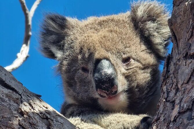 Port Lincoln Mikkira Station Wild Koala Safari Tour - Practical Considerations