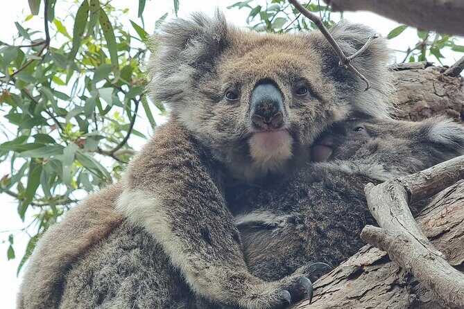 Port Lincoln Mikkira Station Wild Koala Safari Tour - Authenticity and Authentic Encounters