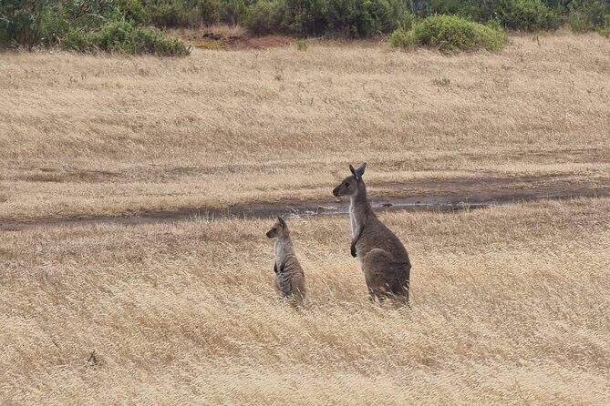 Port Lincoln Mikkira Station Wild Koala Safari Tour - How This Tour Compares to Others