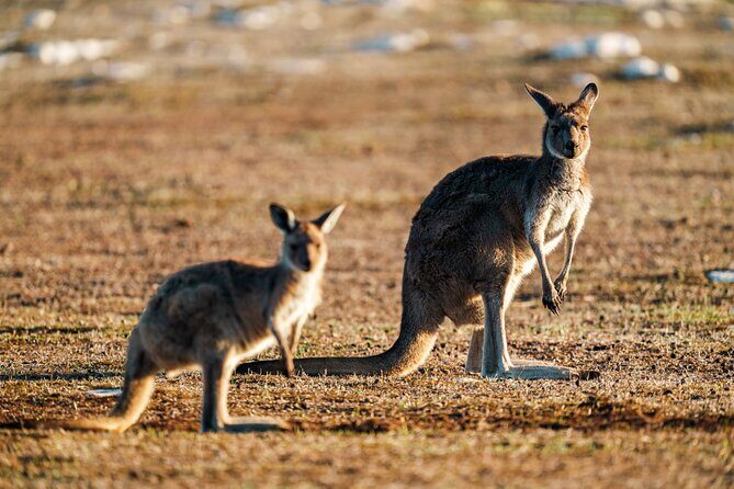 Port Lincoln National Park Half day Tour - The Real Value and Who Should Consider This Tour