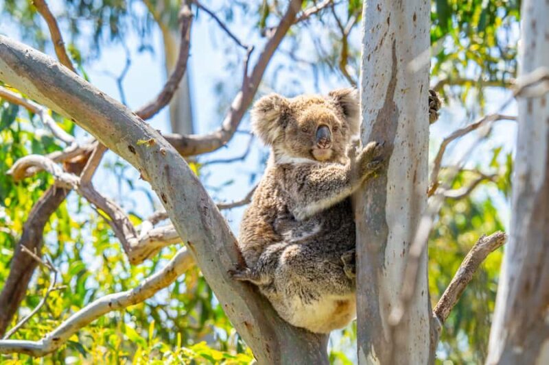 Port Lincoln: Wildlife and Sightseeing Full-Day 4WD Tour - FAQs
