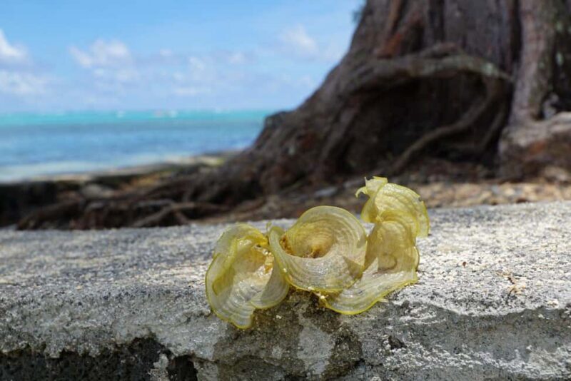 Port Louis Shore Excursion - FAQs