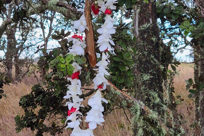 Port of Hilo to Volcano Tour - A Closer Look at the Tour Itinerary