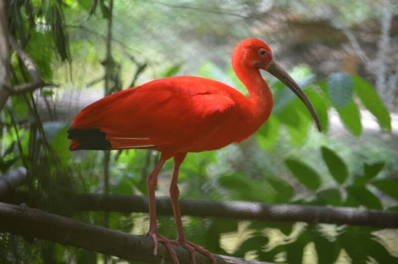 Port of Spain: Caroni Bird Sanctuary by Boat - Discovering the Caroni Bird Sanctuary by Boat: A Natural Treasure in Trinidad