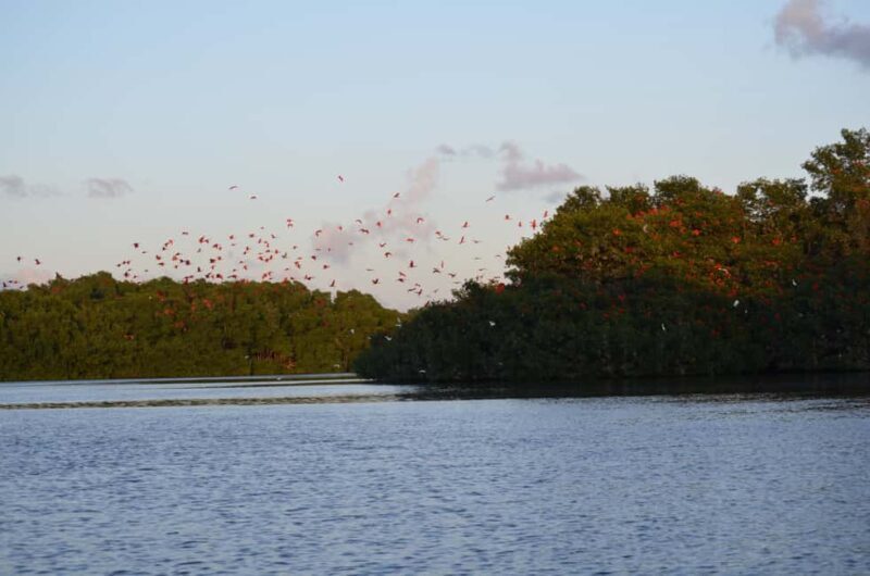 Port of Spain: Caroni Bird Sanctuary by Boat - Key Points
