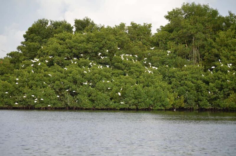 Port of Spain: Caroni Bird Sanctuary by Boat - Why This Tour Offers Real Value