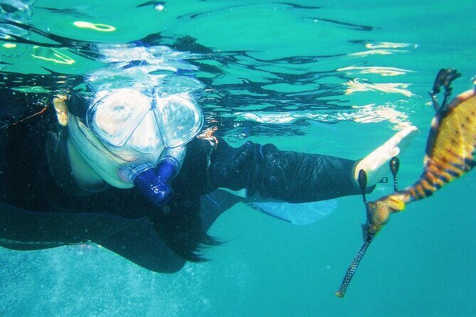 Port Phillip Bay Snorkeling with Sea Dragons - The Marine Life and Sightings