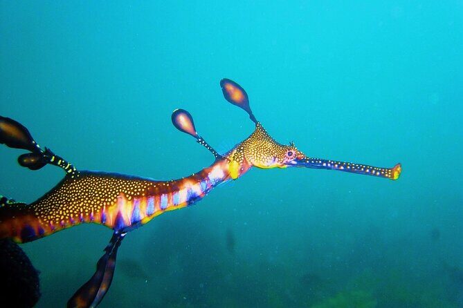 Port Phillip Bay Snorkeling with Sea Dragons - The Cost and Value