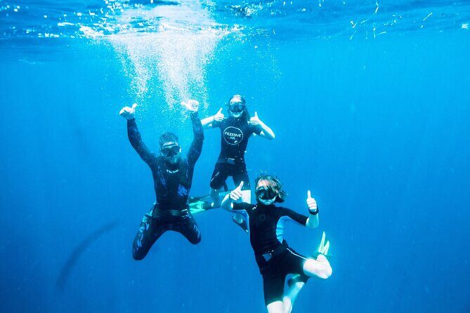 Port Phillip Bay Snorkeling with Sea Dragons - Is This Tour Right for You?