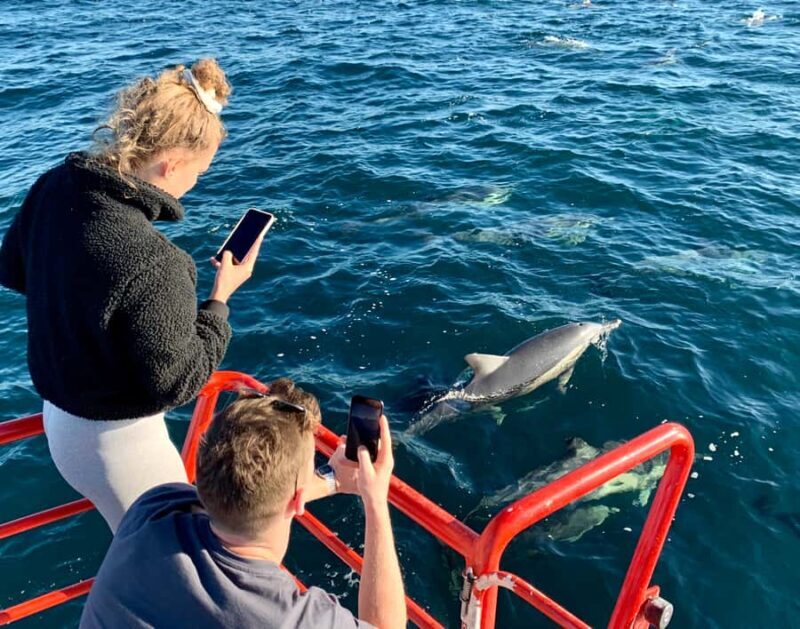 Port Stephens: 1hr Dolphin Watch Express - Key Points