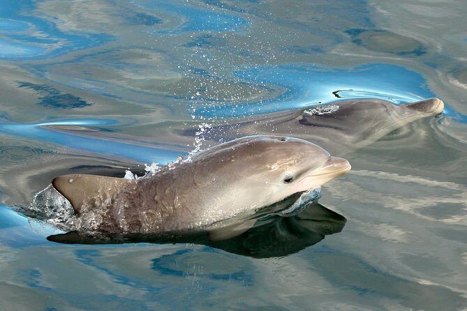 Port Stephens 3 Hour Whale and Dolphin Watch Cruise - Key Points
