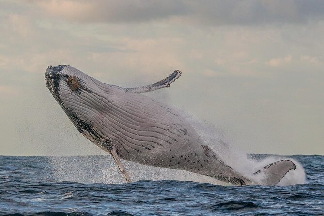 Port Stephens 3 Hour Whale and Dolphin Watch Cruise - The Sum Up