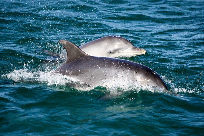 Port Stephens: Dolphin Discovery Cruise - In-Depth Look at the Experience