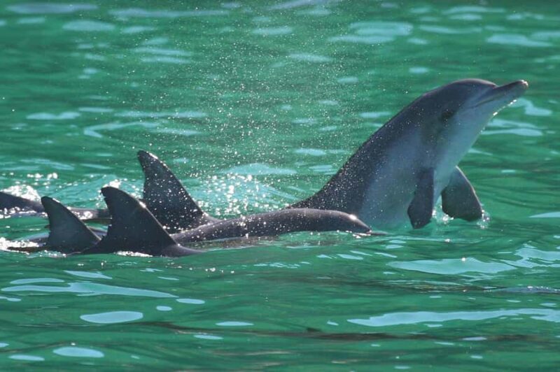 Port Stephens: Dolphin Discovery Cruise - Key Points
