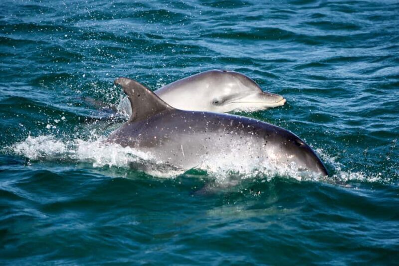 Port Stephens: Dolphin Discovery Cruise - A Closer Look at the Experience