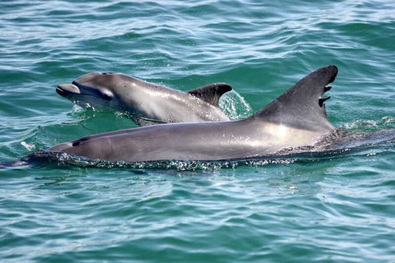 Port Stephens: Dolphin Discovery Cruise - Reviews and Authentic Perspectives