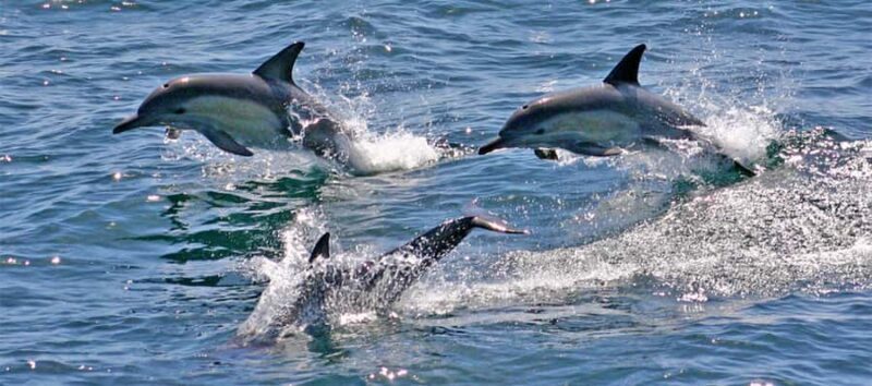 Port Stephens: Dolphin, Lunch, Koalas&Sandboarding -Mandarin - Starting the Day: From Sydney to Port Stephens