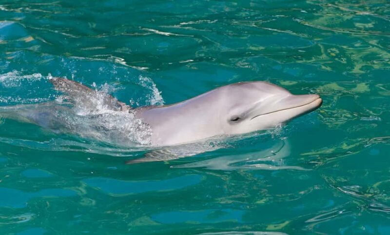 Port Stephens: Dolphin Watch Cruise with Swimming and Slides - A Closer Look at the Port Stephens Dolphin Watch Cruise