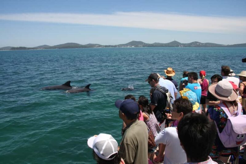 Port Stephens: Dolphin Watch & Eco Adventure - Key Points