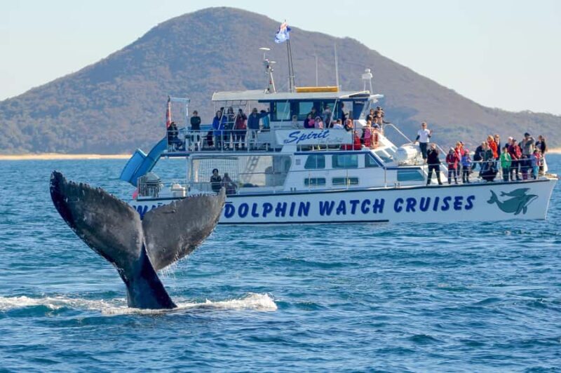 Port Stephens, from Newcastle: Whales, hike & sand dunes! - The Breakdown: Why It Offers Good Value
