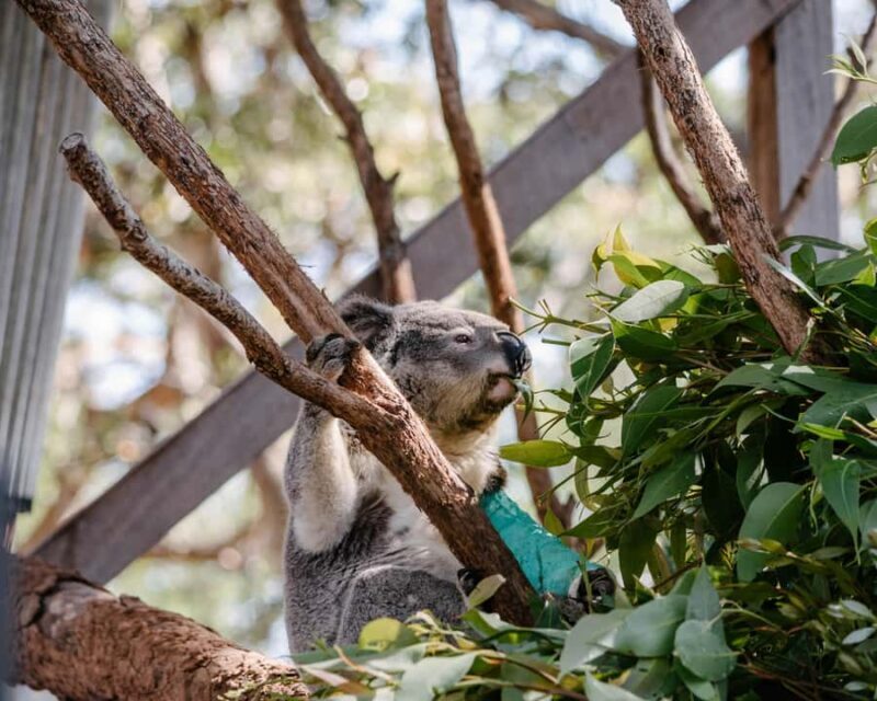 Port Stephens: Koala Sanctuary General Admission Ticket - The SKYwalk: Elevated Views and Great Photos