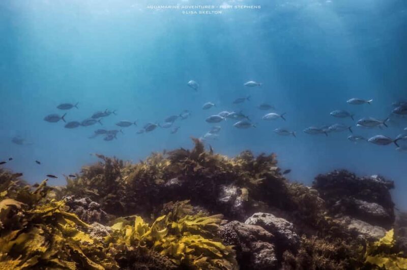 Port Stephens: Port Stephens Island Snorkel Adventure Cruise - Price and Value