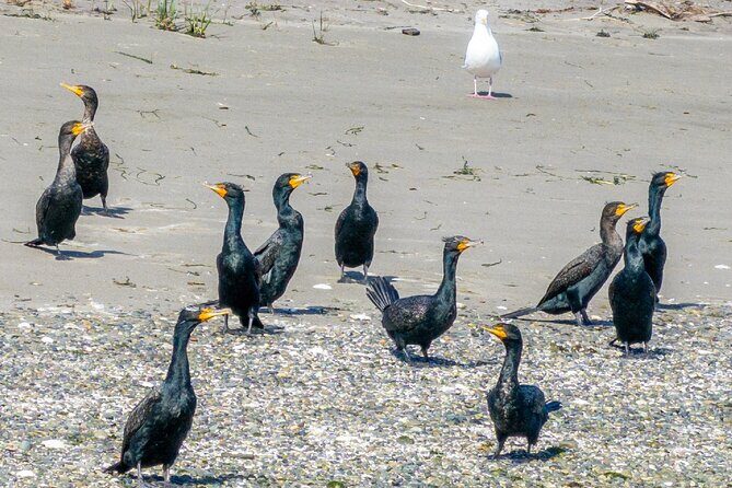 Port Townsend Wildlife Watching Cruise - Final Thoughts