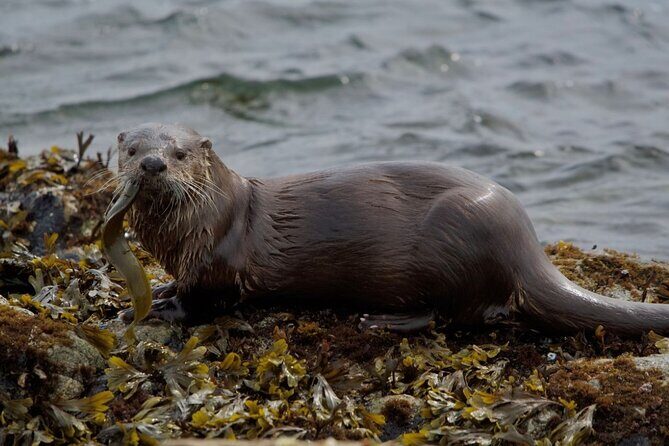 Port Townsend Wildlife Watching Cruise - FAQs