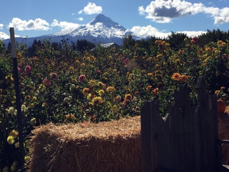 Portland: Mount Hood Wine and Waterfalls Full-Day Tour - Return to Portland and Final Impressions