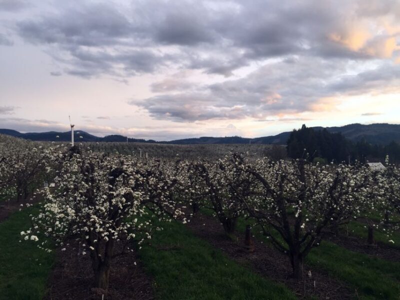 Portland: Mount Hood Wine and Waterfalls Full-Day Tour - Authentic Experiences and Guest Insights